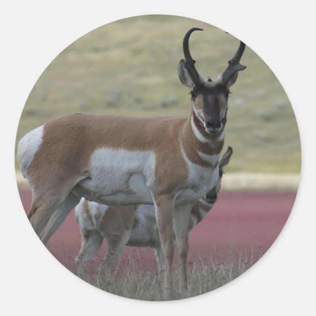 Sticker Rond A24 Pronghorn Antelope (Devant)