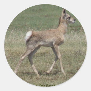 Sticker Rond A42 Baby Pronghorn Antelope