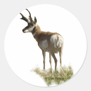 Sticker Rond A43 Pronghorn Antelope Buck