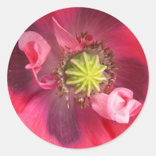 Sticker Rond À l'intérieur du pavot