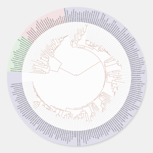 Sticker Rond A phylogenetic tree of life Chart (Devant)
