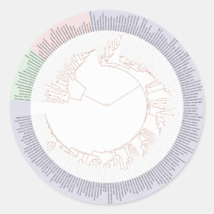Sticker Rond A phylogenetic tree of life Chart