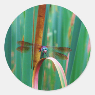 Sticker Rond A teal Eyed Dragonfly with cattails