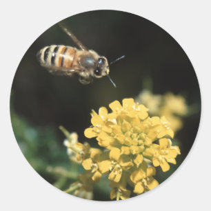 Sticker Rond abeille
