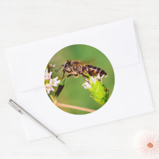 Sticker Rond Abeille de miel en action
