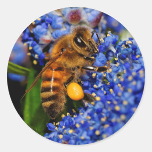 Sticker Rond Abeille de miel : Pollinateur Lilac en Californie