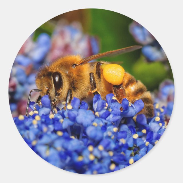 Sticker Rond Abeille de miel sur le Lilac de Californie (Devant)