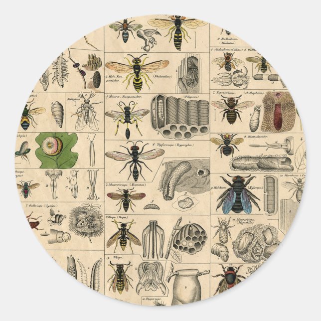 Sticker Rond Abeille Insecte Bug Wasp Nature Peinture des abeil (Devant)
