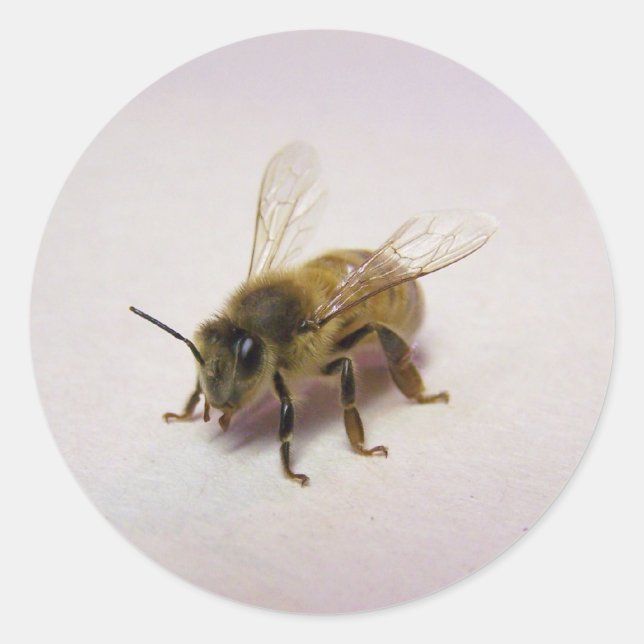 Sticker Rond abeille miel (Devant)