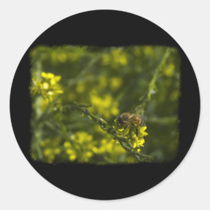 Sticker Rond Abeille occupée