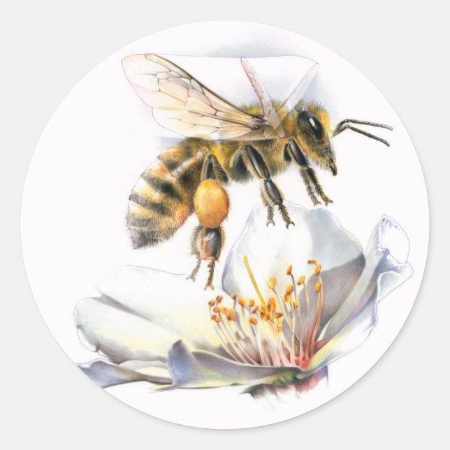 Sticker Rond abeille sur fleur (Devant)