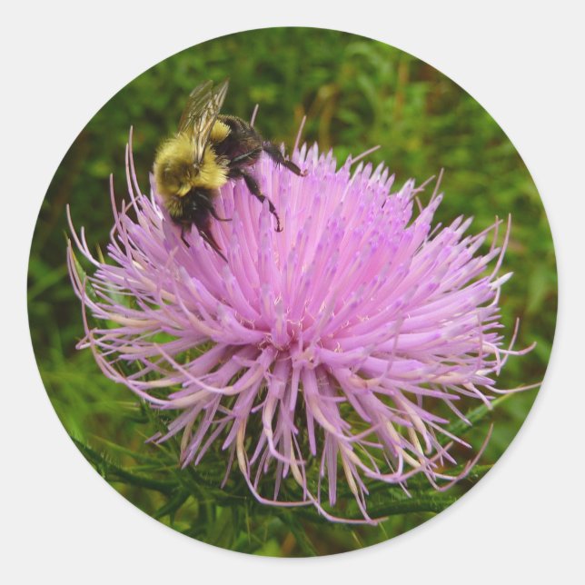 Sticker Rond Abeille sur Fleur de Chardon Nature (Devant)