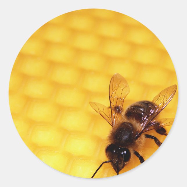 Sticker Rond Abeille sur une cire (Devant)