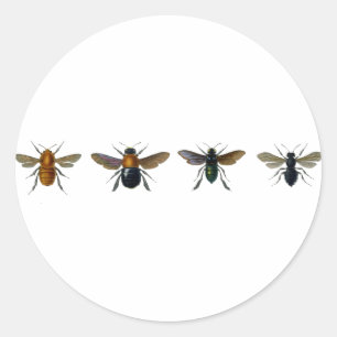 Sticker Rond Abeilles