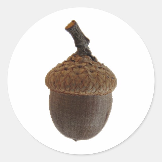 Sticker Rond Acorn Nuts Snack Alimentation Recettes de cuisine (Devant)