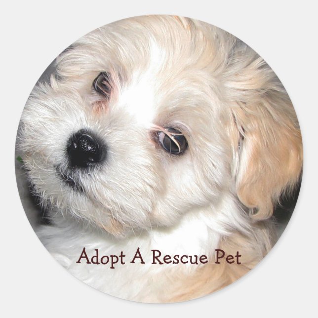 Sticker Rond Adopter Un Animal De Compagnie Secourt (Devant)