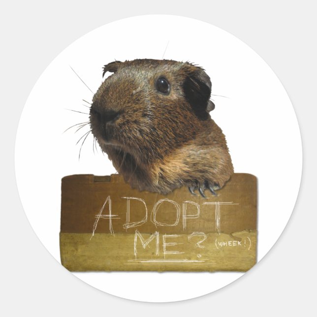 Sticker Rond Adoption de la Secourt de porc de Guinée (Devant)