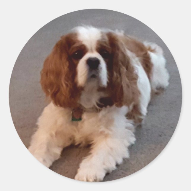 Sticker Rond Adorable Cavalier King Charles Spaniel (Devant)