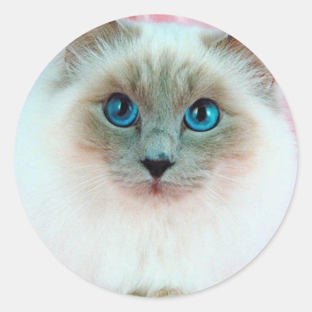 Sticker Rond Adorable Chat 1 Siamese (Devant)