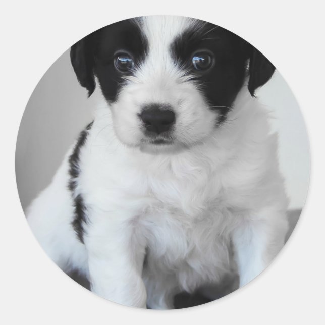 Sticker Rond adorable Chiot noir et blanc (Devant)