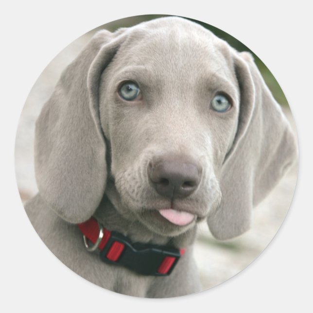 Sticker Rond adorable chiot weimaraner (Devant)