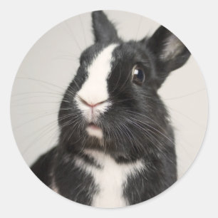 Sticker Rond Adorable Lapin noir et blanc lapin