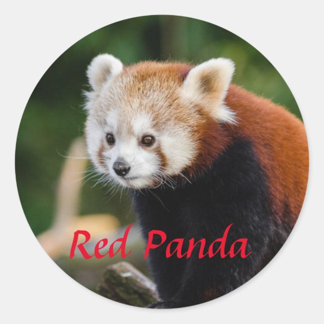 Sticker Rond Adorable photo Red Panda (Devant)