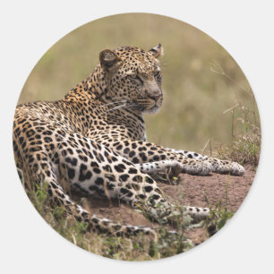 Sticker Rond Afrique, Tanzanie, Serengeti. Leopard