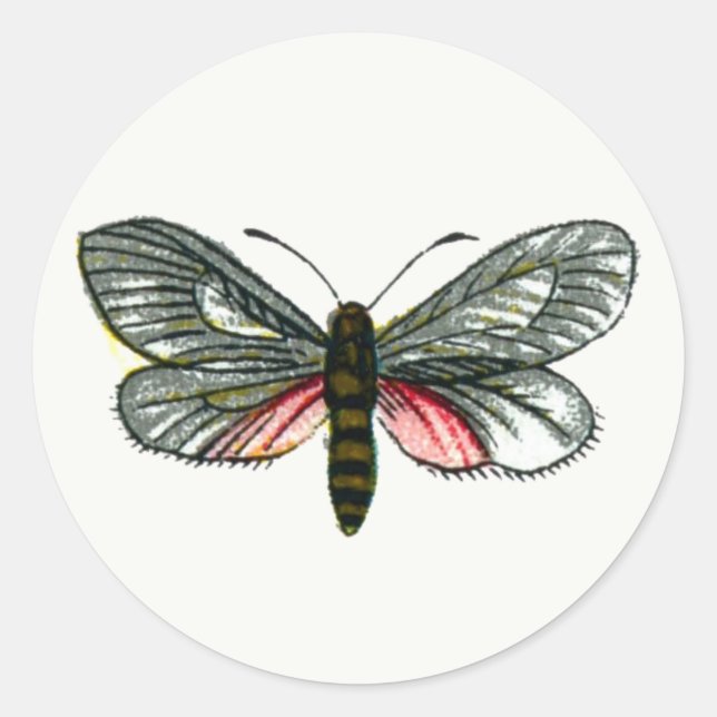 Sticker Rond Aglaope infausta - Skeletoniseur feuille amande K (Devant)