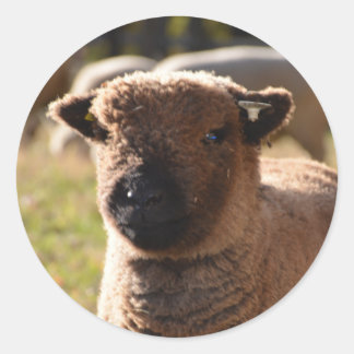 Sticker Rond Agneau à brebis du sud de la poupée