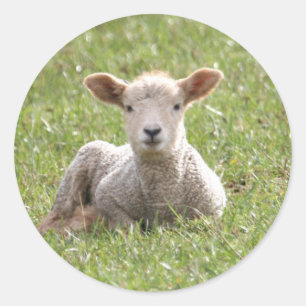 Sticker Rond Agneau de bébé