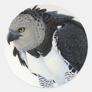 Sticker Rond "Aigle arbustif de la forêt tropicale"
