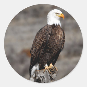 Sticker Rond Aigle de Bald