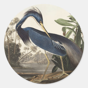 Sticker Rond Aigrette de Louisiane, oiseau, Art vintage d'Audub