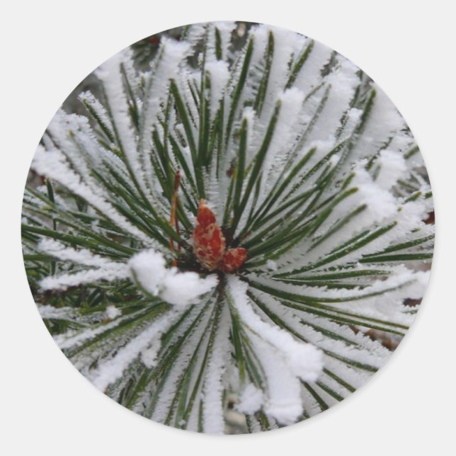 Sticker Rond Aiguilles de pin recouvertes de neige (Devant)