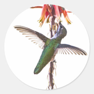 Sticker Rond Ailes de colibri