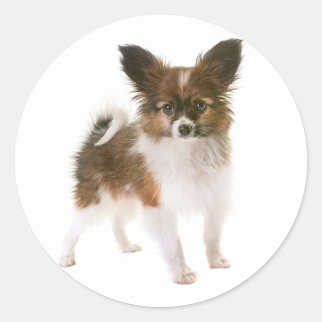 Sticker Rond Aimer Papillon Chien Chien Chien Chien Salut, Pens (Devant)