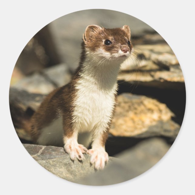 Sticker Rond Alerte Weasel (Devant)