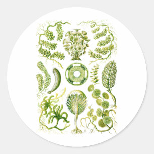 Sticker Rond Algues vertes
