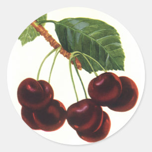 Sticker Rond Aliments vintages de fruits, Cerises mûres d'un ar