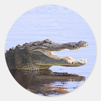 Sticker Rond Alligator