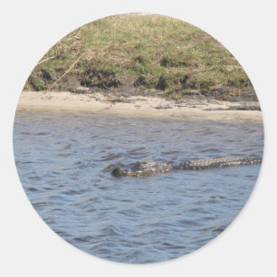 Sticker Rond Alligator nager en Floride Eau