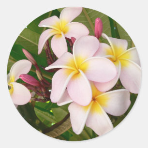 Sticker Rond Aloha Fleurs de frangipanier hawaïennes Plumerias