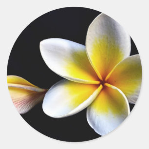 Sticker Rond Aloha Frangipani Hawaii Blossoms Plumerias