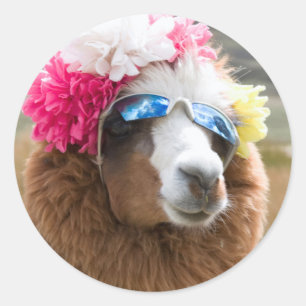 Sticker Rond Alpaca, Pachacoto, Cordillère Blanche, Ancash