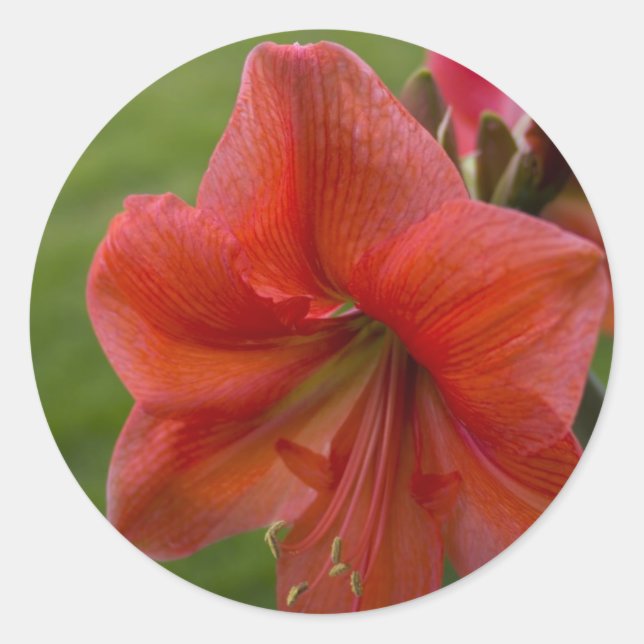 Sticker Rond Amaryllis (Devant)