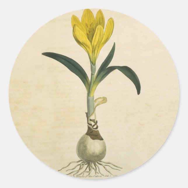 Sticker Rond Amaryllis Tulip Jardin Botanique Fleur (Devant)