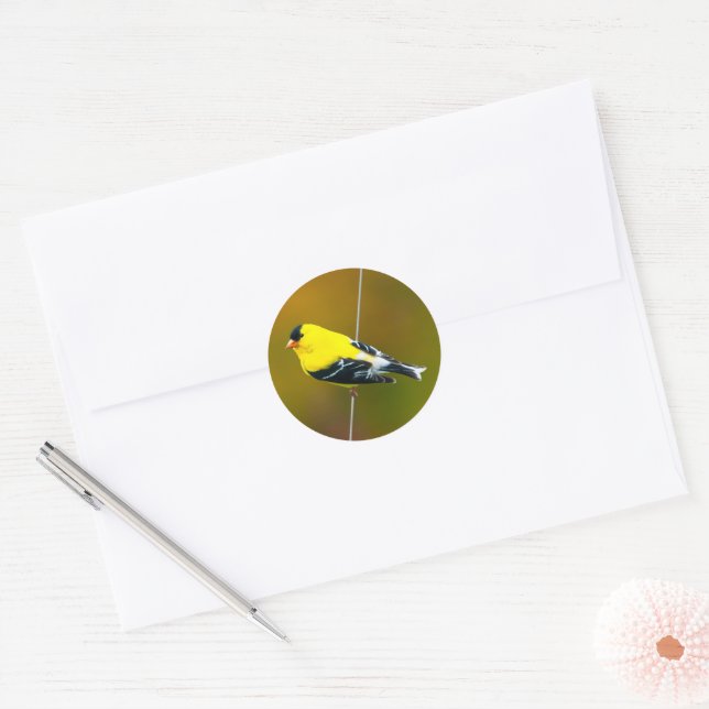 Sticker Rond American Goldfinch - Photo originale (Enveloppe)