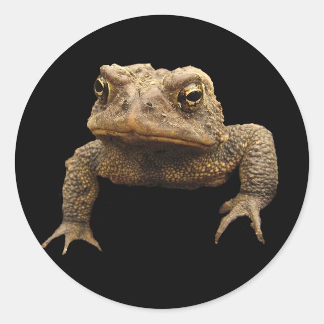 Sticker Rond American Toad (Devant)