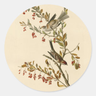 Sticker Rond American Tree Sparrow, les oiseaux d'Amérique d'Au